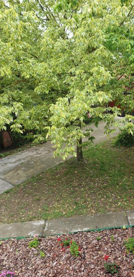 Mila Home Balaton Balatonfůzfő エクステリア 写真